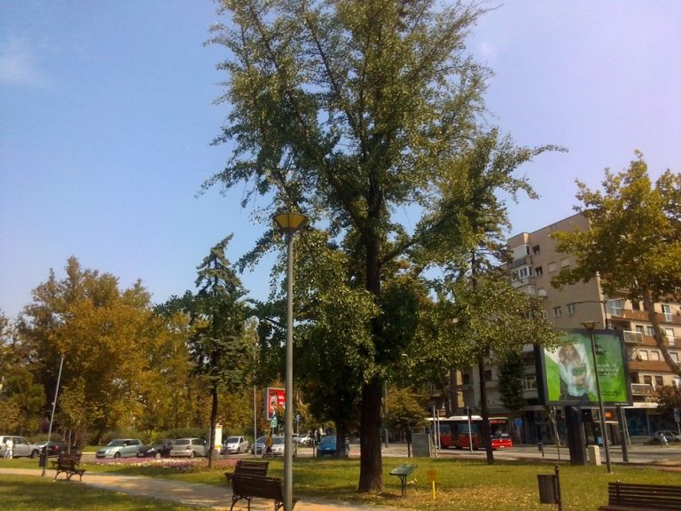 Ginko – Beograd