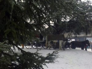 Prva izložba konja u Beogradu