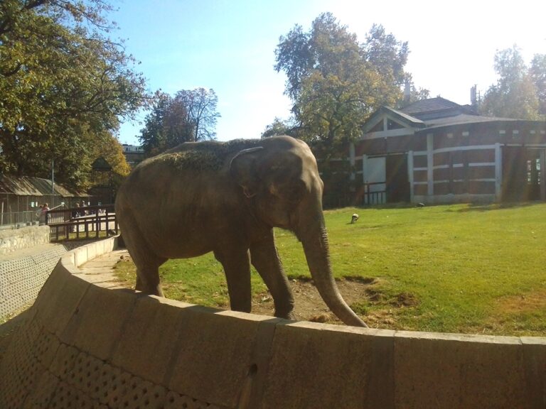 Uginula slonica Tvigi u Beogradskom zoološkom vrtu