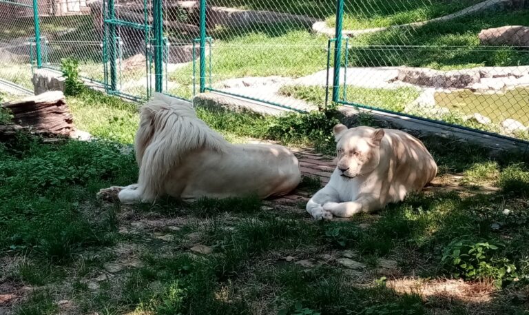 Beli lavovi u Beogradskom zoološkom vrtu